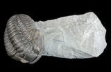 Inflated, Flexicalymene Trilobite - Ohio #57835-3